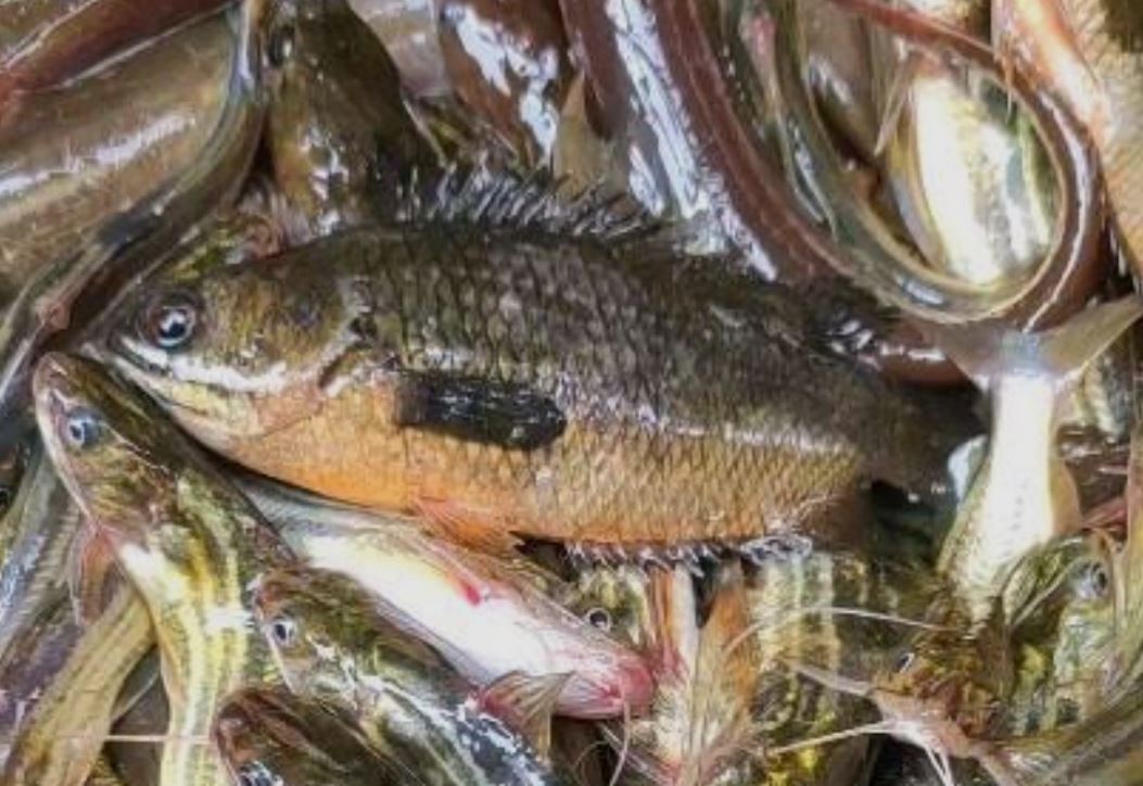 বিলের মাছেও মাইক্রোপ্লাস্টিক!